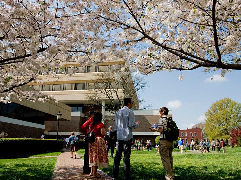 cherry blossom trees at the entrance of Grace E. Harris Hall